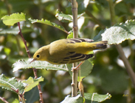 Yellow Warbler 4757